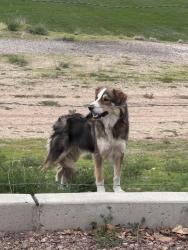 Found/Stray Unknown Dog last seen Corona and Lousiana, Albuquerque, NM 87113