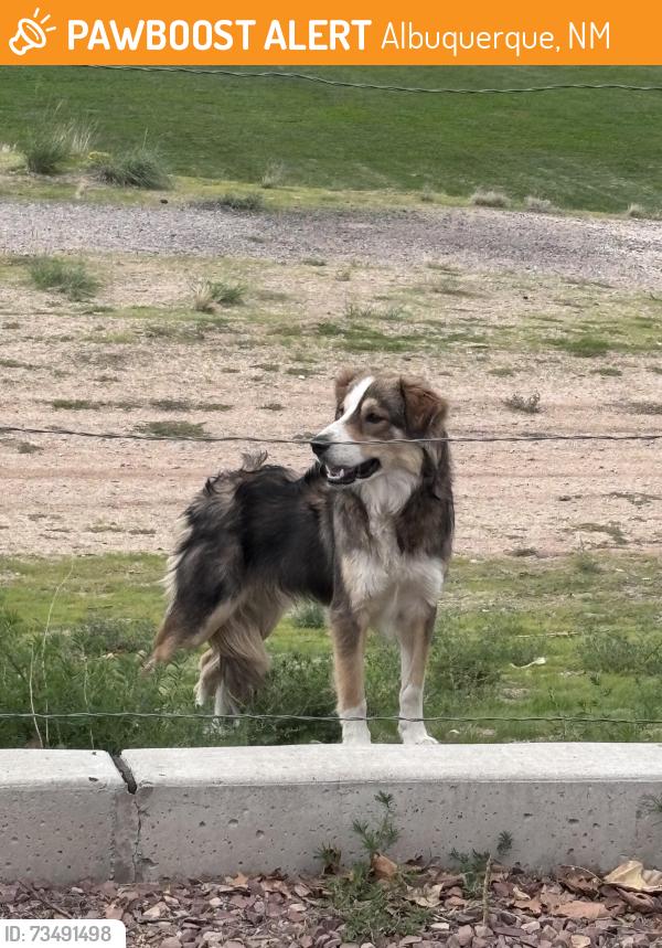Found/Stray Unknown Dog last seen Corona and Lousiana, Albuquerque, NM 87113