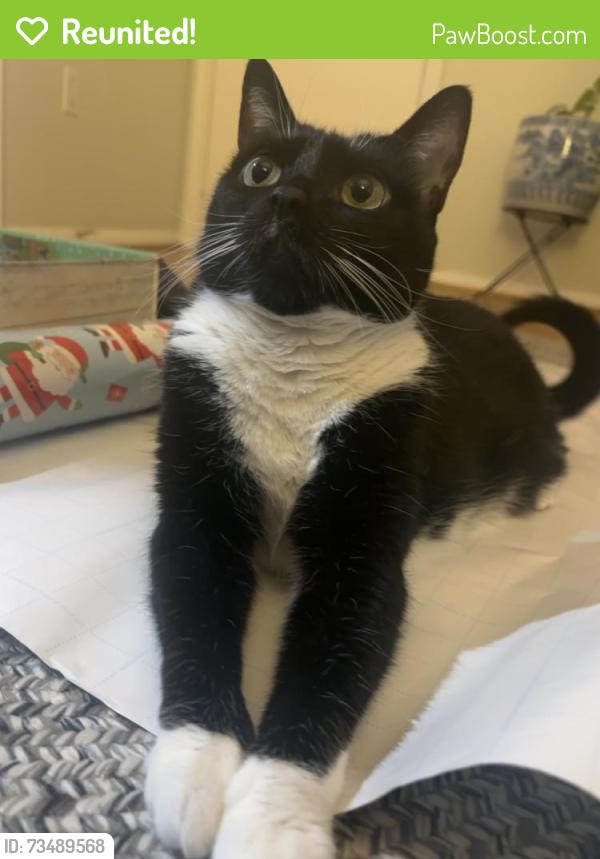 Reunited Female Cat last seen Near harbor drive, Woodbridge, VA 22192