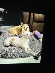 Reunited Male Dog last seen Harry and Greenwich, Wichita, KS 67207