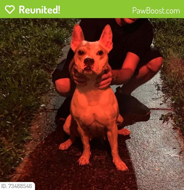 Reunited Female Dog last seen Next to Norcrest Elementary school, Pompano Beach, FL 33064