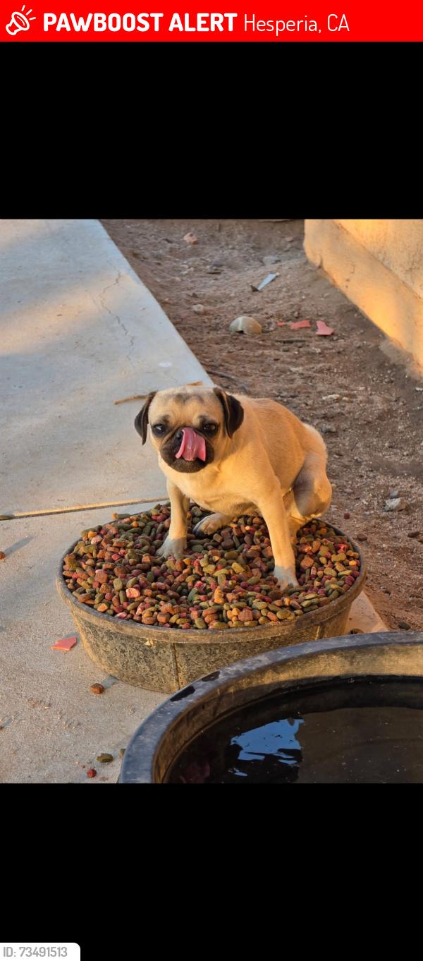 Lost Female Dog last seen Timberlane ave, Hesperia, CA 92345