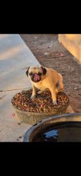Lost Female Dog last seen Timberlane ave, Hesperia, CA 92345