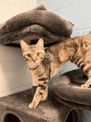 Shelter Stray Female Cat last seen Near S 725 E, MURRAY CITY, UT, 84107, 511 W 3900 S, Salt Lake City, UT 84123, USA