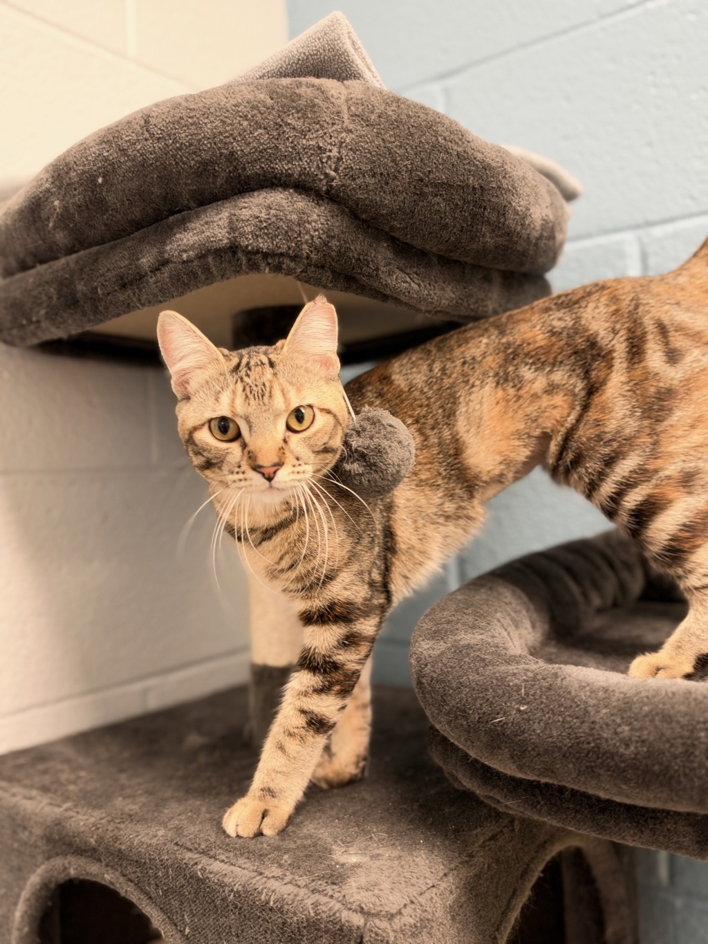 Shelter Stray Female Cat last seen Near S 725 E, MURRAY CITY, UT, 84107, 511 W 3900 S, Salt Lake City, UT 84123, USA