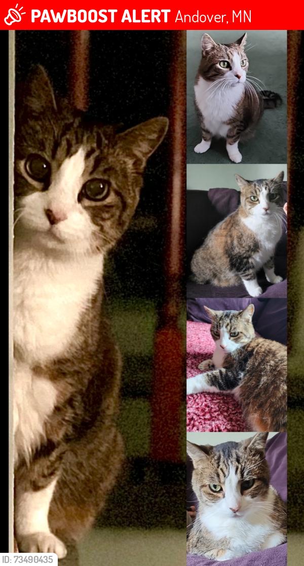 Lost Male Cat last seen Near 147th Ln NW & 7th ave Andover, MN, Andover, MN 55304