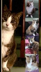 Lost Male Cat last seen Near 147th Ln NW & 7th ave Andover, MN, Andover, MN 55304
