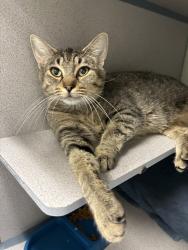 Shelter Stray Female Cat last seen Near N 800 W, SALT LAKE CITY, UT, 84116, 511 W 3900 S, Salt Lake City, UT 84123, USA