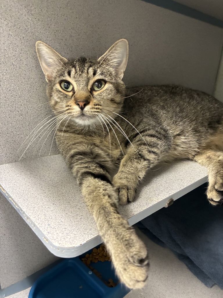 Shelter Stray Female Cat last seen Near N 800 W, SALT LAKE CITY, UT, 84116, 511 W 3900 S, Salt Lake City, UT 84123, USA