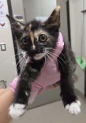 Shelter Stray Female Cat last seen Near Calle Dario, San Diego, CA, 92126, El Cajon, CA 92020, USA