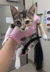 Shelter Stray Female Cat last seen Near Calle Dario, San Diego, CA, 92126, El Cajon, CA 92020, USA