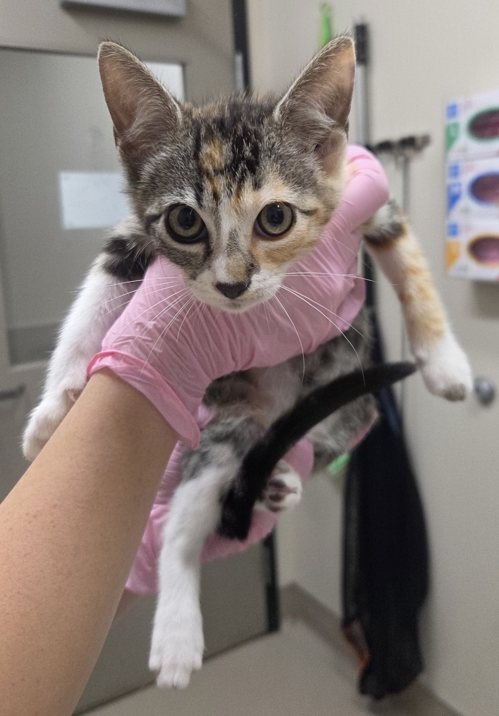 Shelter Stray Female Cat last seen Near Calle Dario, San Diego, CA, 92126, El Cajon, CA 92020, USA