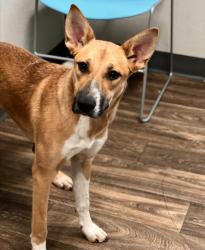Shelter Stray Female Dog last seen Linda Vista Road, San Diego, CA, 92110, 5500 Gaines St, San Diego, CA 92110, USA
