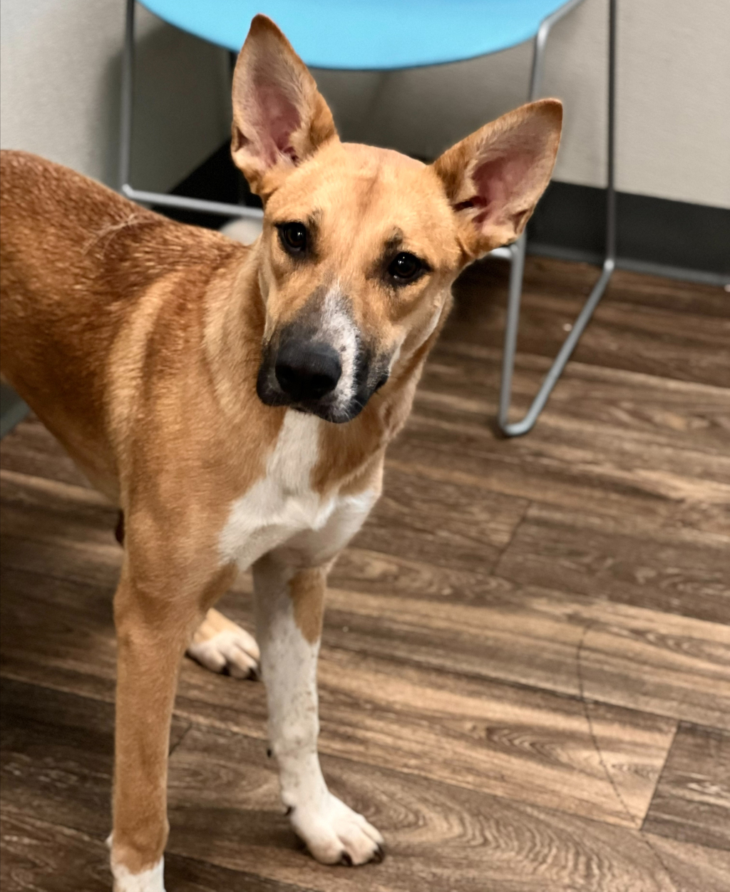Shelter Stray Female Dog last seen Linda Vista Road, San Diego, CA, 92110, 5500 Gaines St, San Diego, CA 92110, USA