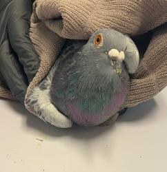 Shelter Stray Unknown Bird last seen Manchester Drive, San Diego, CA, 92115, 5500 Gaines St, San Diego, CA 92110, USA