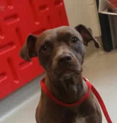 Shelter Stray Female Dog last seen Near Lake Atlin Avenue, San Diego, CA, 92119, El Cajon, CA 92020, USA