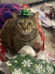 Lost Female Cat last seen On brinx road by the two corn fields, Chilliwack, BC V2P 6L4