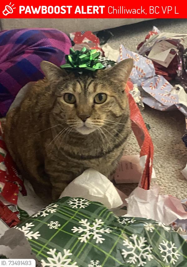 Lost Female Cat last seen On brinx road by the two corn fields, Chilliwack, BC V2P 6L4