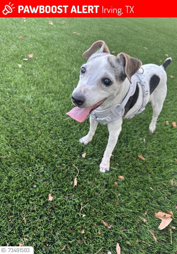 Lost Female Dog last seen water ridge apmts, Irving Tx Bld 4606, Irving, TX 75061