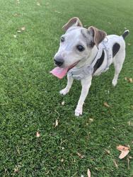 Lost Female Dog last seen water ridge apmts, Irving Tx Bld 4606, Irving, TX 75061