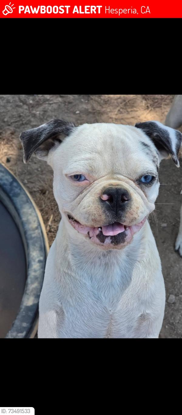 Lost Female Dog last seen Timberlane ave, Hesperia, CA 92345