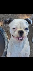 Lost Female Dog last seen Timberlane ave, Hesperia, CA 92345