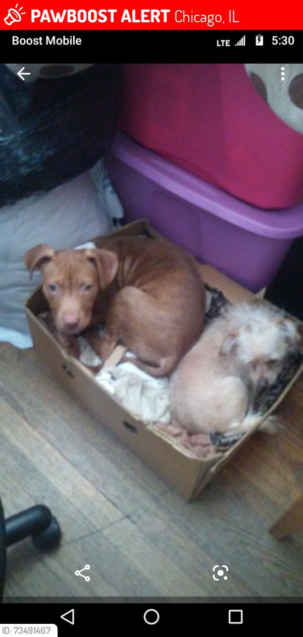 Lost Female Dog last seen Ohio - Chicago ave, Chicago, IL 60644
