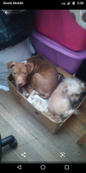 Lost Female Dog last seen Ohio - Chicago ave, Chicago, IL 60644
