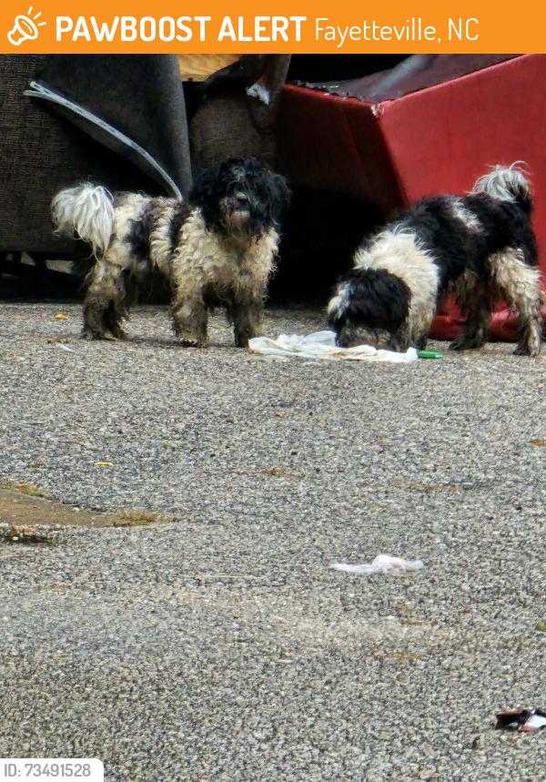 Found/Stray Unknown Dog last seen Blanton Greene neighborhood, Fayetteville, NC 28303