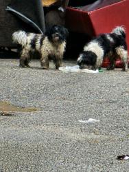 Found/Stray Unknown Dog last seen Blanton Greene neighborhood, Fayetteville, NC 28303