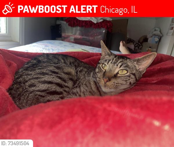 Lost Male Cat last seen Narragansett and Mulligan, Chicago, IL 60630