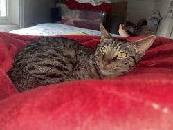 Lost Male Cat last seen Narragansett and Mulligan, Chicago, IL 60630