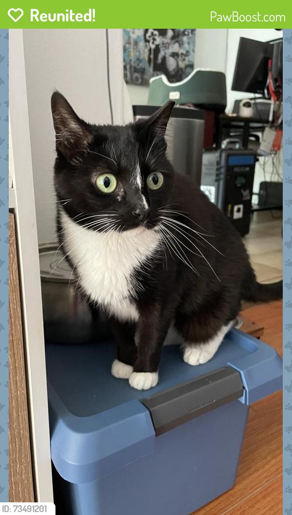 Reunited Female Cat last seen North McCadden Place, by Highland and Fountain intersection, Los Angeles, CA 90046