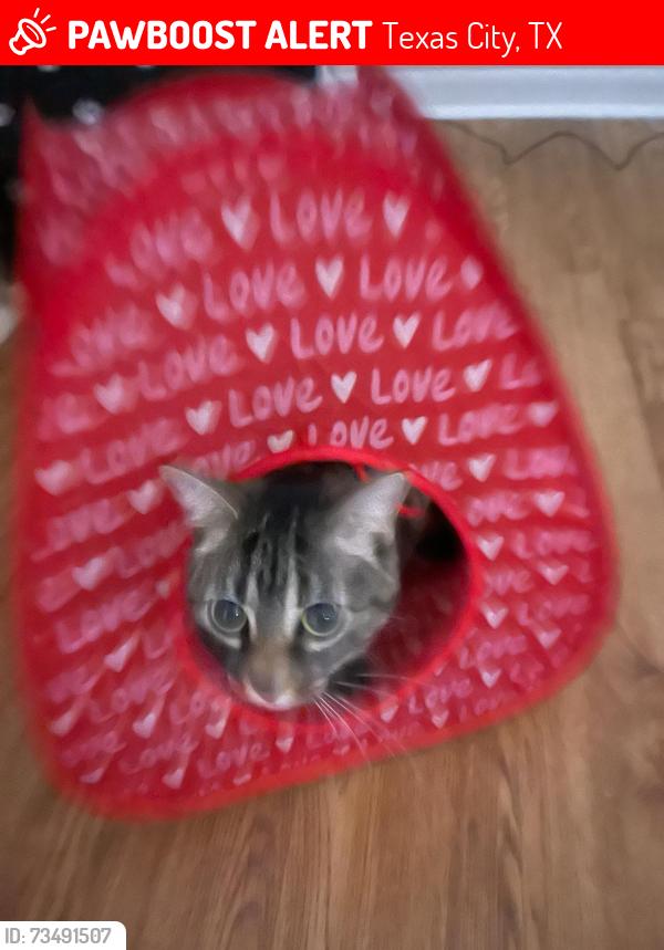 Lost Female Cat last seen Was taking by a woman named Monica Victoria Day, Texas City, TX 77591
