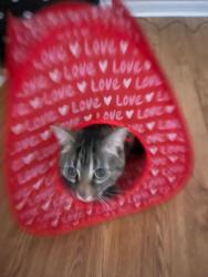 Lost Female Cat last seen Was taking by a woman named Monica Victoria Day, Texas City, TX 77591