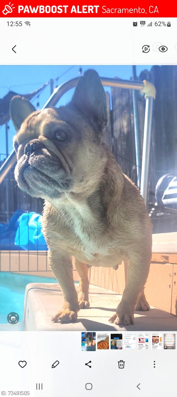 Lost Female Dog last seen Jesse Ave, Sacramento, CA 95838