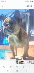 Lost Female Dog last seen Jesse Ave, Sacramento, CA 95838