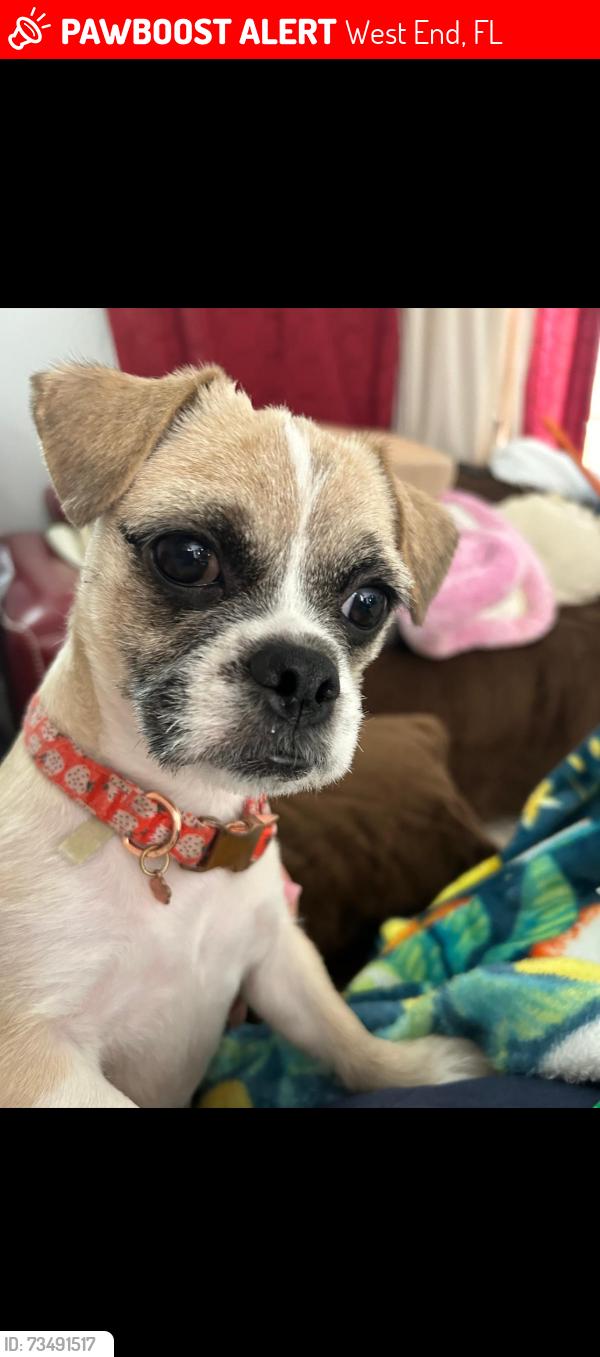 Lost Female Dog last seen The Meadows, West End, FL 33193
