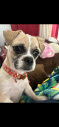 Lost Female Dog last seen The Meadows, West End, FL 33193