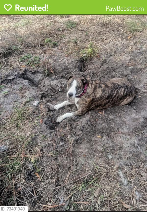 Reunited Female Dog last seen Cam's discount appliances, St. Petersburg, FL 33709