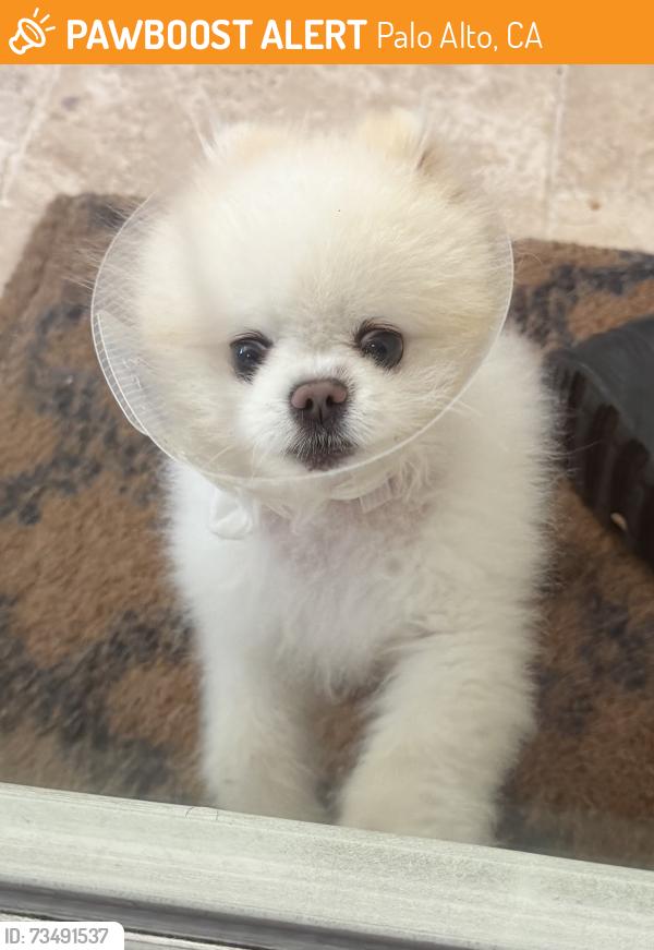 Found/Stray Male Dog last seen Colorado and Ross, Palo Alto, CA 94303