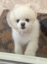 Found/Stray Male Dog last seen Colorado and Ross, Palo Alto, CA 94303