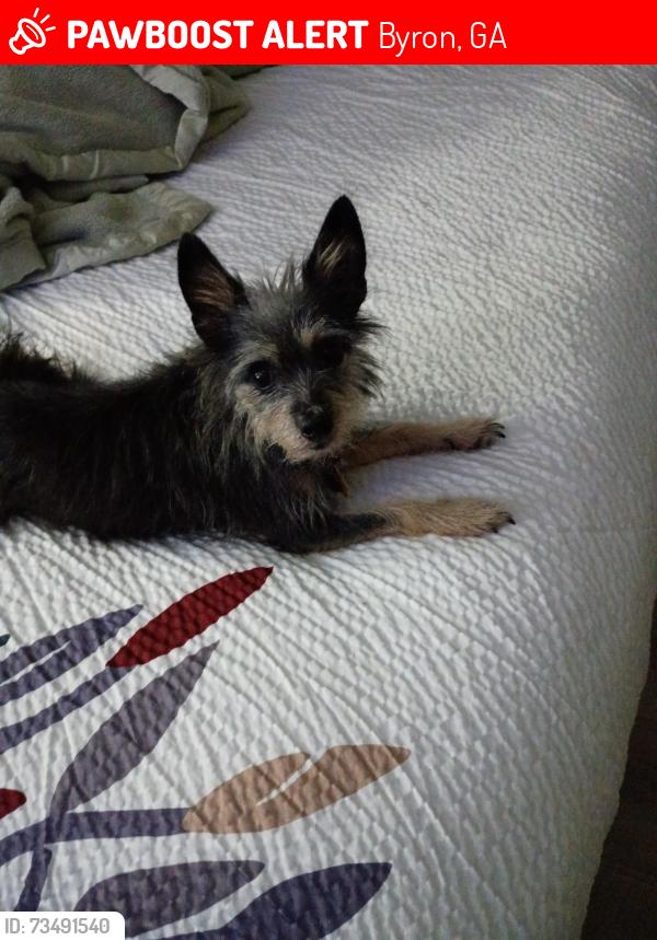 Lost Female Dog last seen sledge roaf, Byron, GA 31008