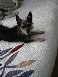 Lost Female Dog last seen sledge roaf, Byron, GA 31008