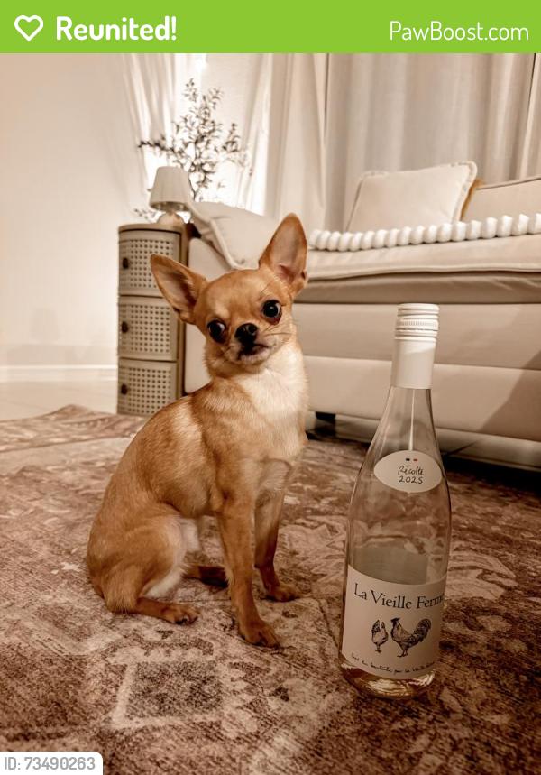 Reunited Male Dog last seen Rally Spring Lp, Florida 33545, USA, Pasco County, FL 33545