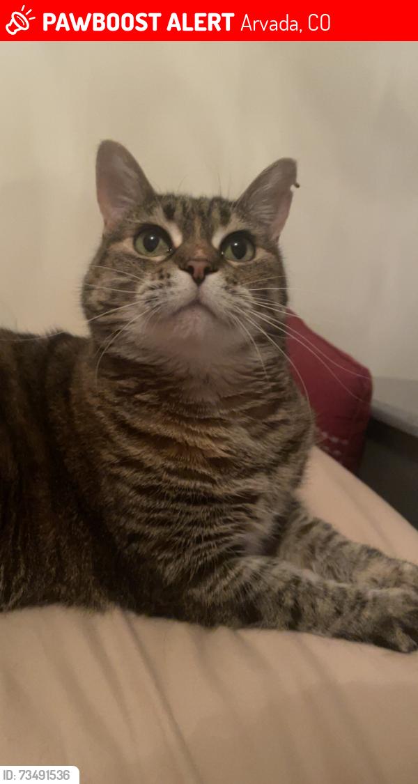 Lost Female Cat last seen 72nd and alkire, Melody park, Arvada, CO 80005