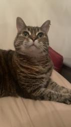 Lost Female Cat last seen 72nd and alkire, Melody park, Arvada, CO 80005