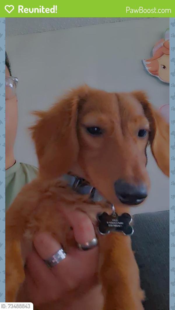 Reunited Male Dog last seen Hampton & tower, Aurora, CO 80013