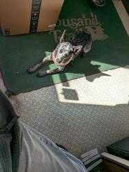 Found/Stray Female Dog last seen Reservation road, La Conner, WA 98257