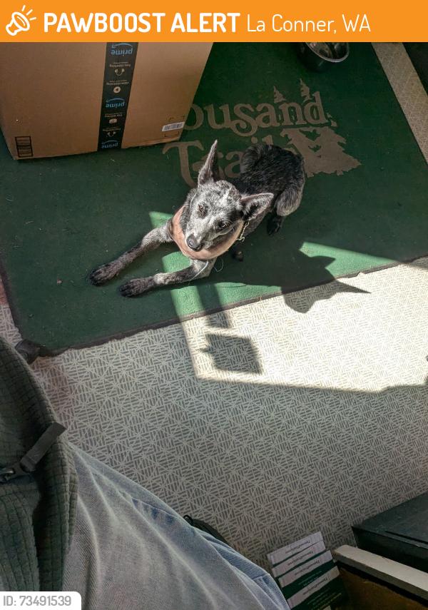 Found/Stray Female Dog last seen Reservation road, La Conner, WA 98257